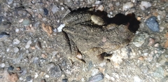 Bufo stejnegeri