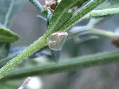 Acanthocephala femorata