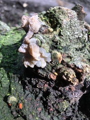 Auricularia mesenterica