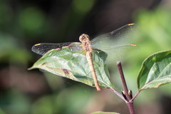 Sympetrum meridionale