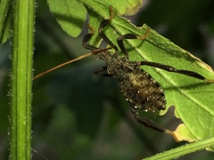 Acanthocephala femorata