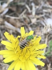 Agapostemon