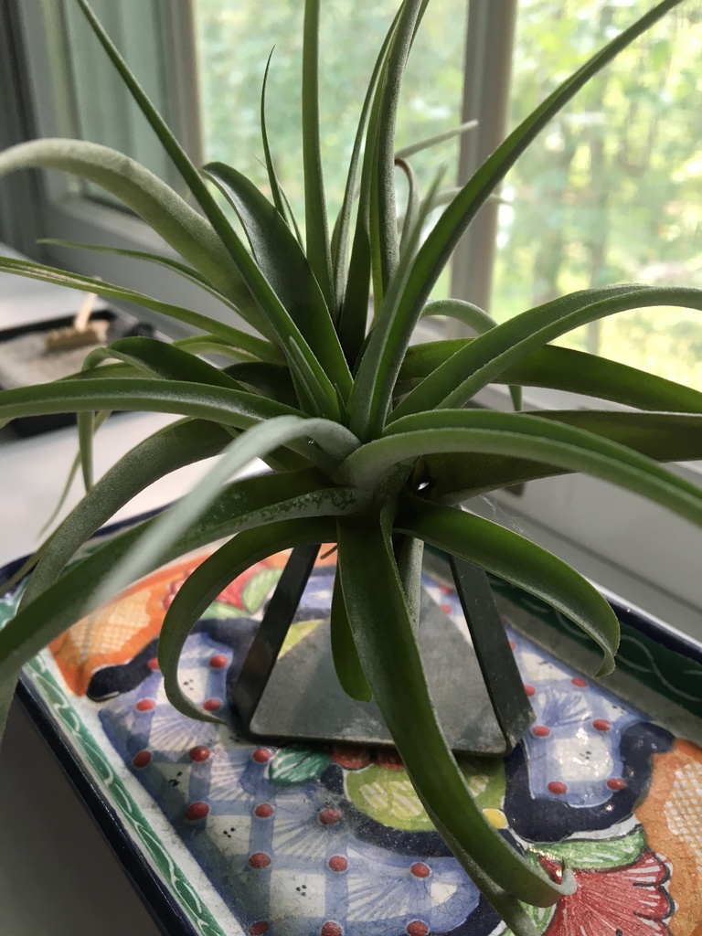 Tillandsia Harrisii