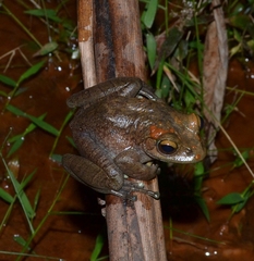 Boophis goudotii