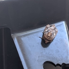 Spodoptera ornithogalli