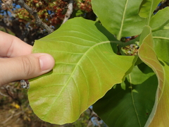 Curatella americana