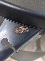 Spodoptera ornithogalli