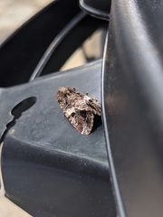 Spodoptera ornithogalli