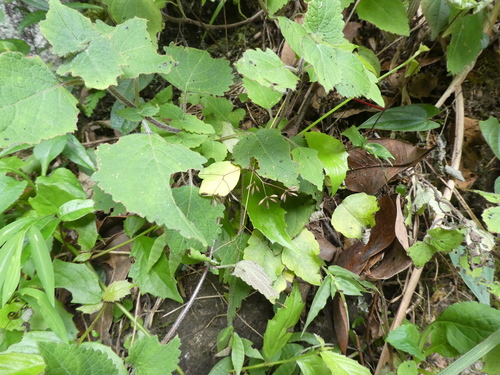Sharpleaf Meadow-rue (Thalictrum acutifolium)