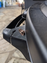 Spodoptera ornithogalli