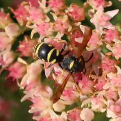 Parancistrocerus vagus