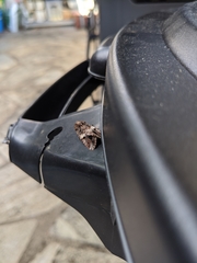 Spodoptera ornithogalli