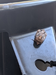 Spodoptera ornithogalli