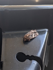 Spodoptera ornithogalli