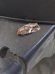 Spodoptera ornithogalli