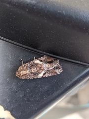 Spodoptera ornithogalli