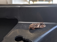 Spodoptera ornithogalli