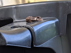 Spodoptera ornithogalli