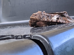 Spodoptera ornithogalli