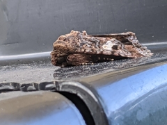 Spodoptera ornithogalli