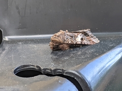 Spodoptera ornithogalli