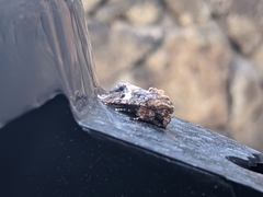 Spodoptera ornithogalli