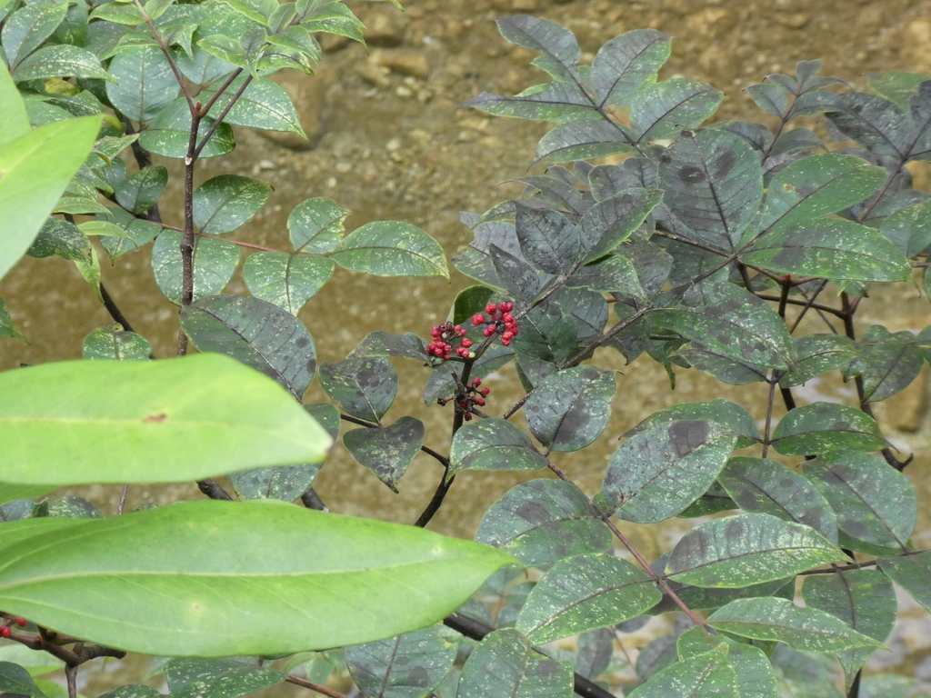 Tetradium austrosinense (Tetradium austrosinense)