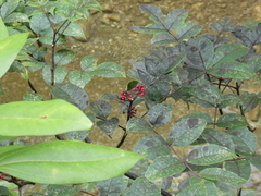 Tetradium austrosinense