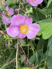 Eriocapitella × hybrida