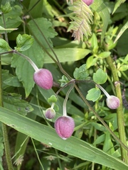 Eriocapitella × hybrida