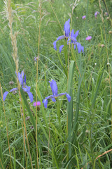 Iris notha