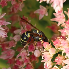 Parancistrocerus vagus