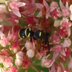 Parancistrocerus vagus