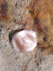 Corinnoidea