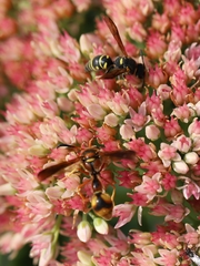 Parancistrocerus vagus