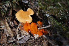 Guepinia helvelloides