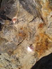 Corinnoidea