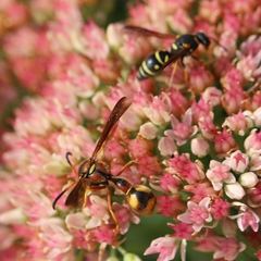 Parancistrocerus vagus