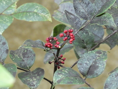 Tetradium austrosinense