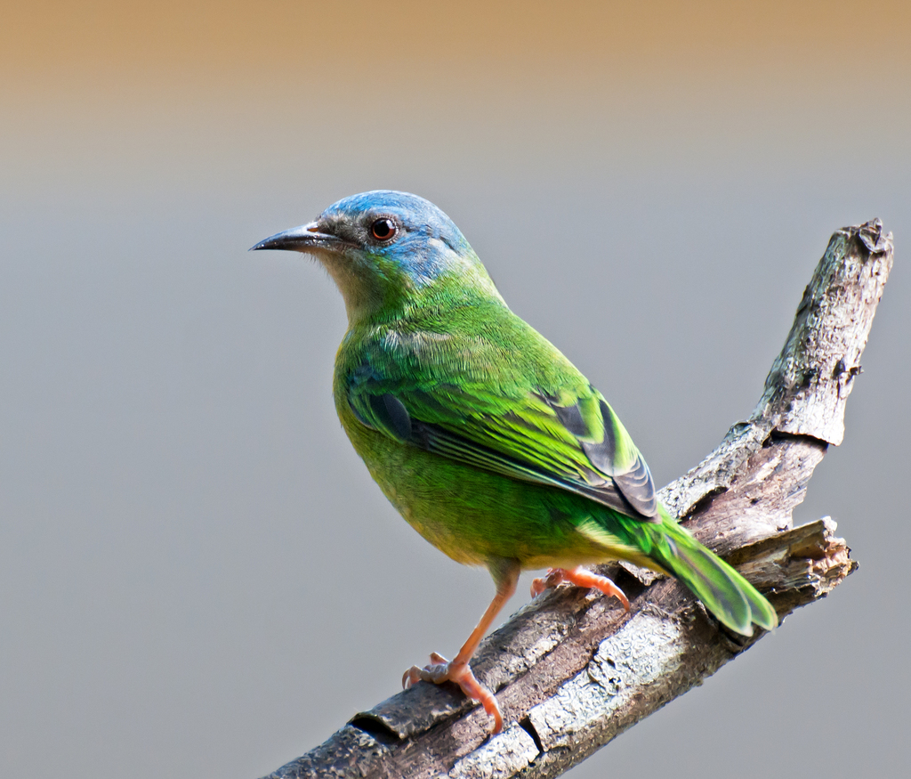 Blue Dacnis