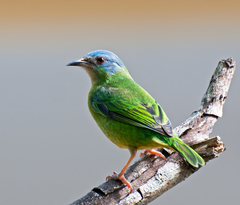 Blue Dacnis photo 5