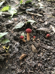 Hortiboletus rubellus image