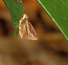 Carystoides cathaea