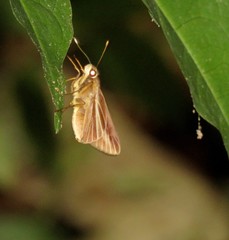 Carystoides cathaea