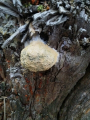 Fuligo luteonitens