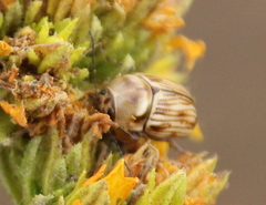 Cryptocephalus spurcus