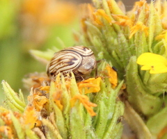 Cryptocephalus spurcus