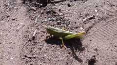 Heteracris pterosticha