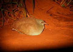 Crypturellus parvirostris