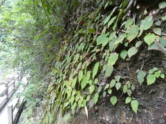Begonia fimbristipula